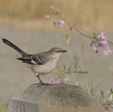 We did not find results for: State Bird Of Florida Mockingbird