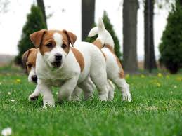 Black And White Jack Russell Terrier Puppy Puppies For Sale Jack Russell Terrier Jack Russell Jack Russell Terrier Jack Russell Terrier Puppies