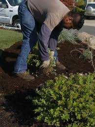 Trueleafmarket.com has been visited by 10k+ users in the past month Mulch Benefits Many Plants As Long As Your Timing S Right