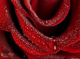 ورد جوري احمر ورد جوري iq free com 1375870411 764 jpg beautiful red roses red rose flower rose wallpaper