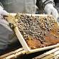 Beekeeping 101