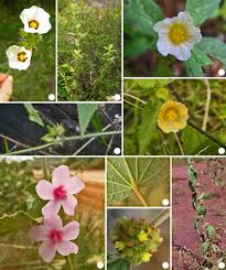 Image result for Sida urens