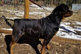 Image result for Rotala gossweileri