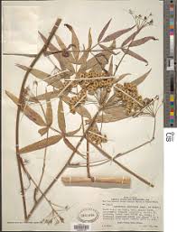 Image result for Lefebvrea grantii