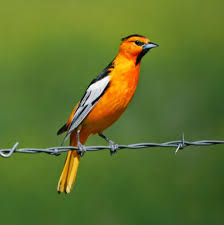 Orange Birds Of Western Washington 10 Captivating Orange Colored Birds