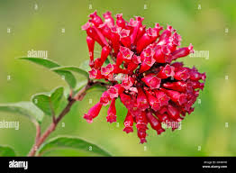 Image result for Cestrum elegans