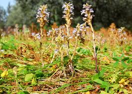 Image result for Orobanche