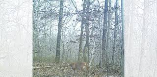 But the only other hog attack he had worked on was when one had attacked a pet cat. Cougars Move East