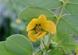 Image result for Senna obtusifolia