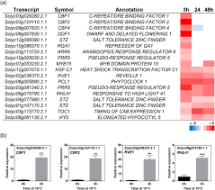Selection of stress resistant tomato plants by their leaf temperature. Tomato Plants Increase Their Tolerance To Low Temperature In A Chilling Acclimation Process Entailing Comprehensive Transcriptional And Metabolic Adjustments Barrero Gil 2016 Plant Cell Amp Environment Wiley Online Library