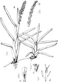 Image result for Stenotaphrum