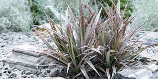 Image result for Nolletia arenosa