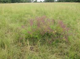 Image result for Aeollanthus pubescens