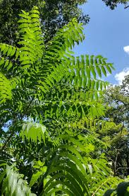 Image result for Ailanthus