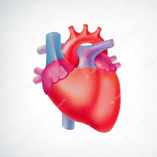 Check spelling or type a new query. Human Heart Images Free Vectors Stock Photos Psd