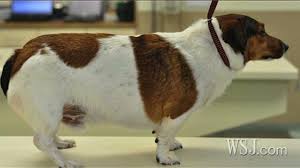 So what makes us love looking at fat animals but so hostile to bigger humans? When Man S Best Friend Is Obese Wsj