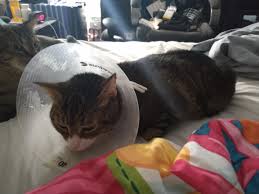 You may need surgery to remove your kidney stones. This Pic Was When My Cat Had Surgery He Has Kidney Stones And Crystals In His Kidneys We Found Out He Wasn T Using The Cat Litter So We Took Him To The