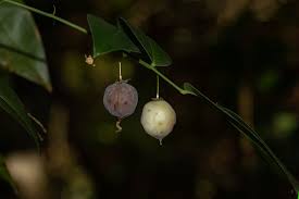 Image result for Behniaceae