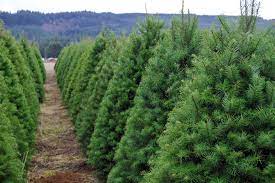 The white house christmas tree usually stands nearly 20 feet tall and the crystal chandelier in the blue room must be removed for the tree to fit the room. The Ultimate Guide To U Cut Christmas Tree Farms Portland Monthly