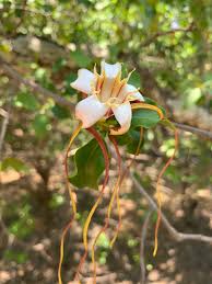 Image result for Strophanthus eminii
