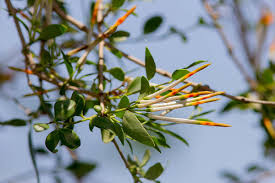 Image result for Actinanthella