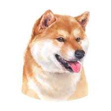 Shiba Inu Watercolor Painting In 2021 Shiba Inu Watercolor Dog Dog Drawing
