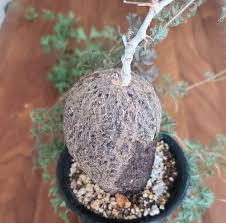 Image result for Cyphostemma montanum