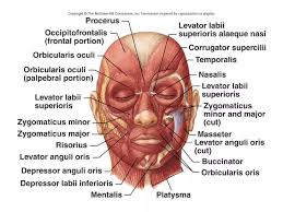 forensic facial reconstruction