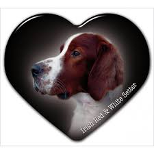 Image result for irský červenobílý setr