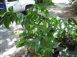 Image result for Chamaedorea oblongata