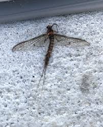 Flying Insect Id Ask An Expert