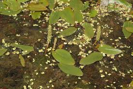 Image result for Potamogetonaceae