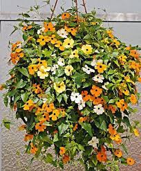 Thunbergia Alata Mix Black Eyed Susan Vine 40 Seeds Etsy Plants For Hanging Baskets Hanging Plants Black Eyed Susan