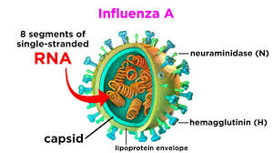 Image result for Influenza
