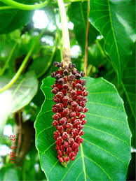 Image result for Hura crepitans