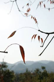 ハゼの葉赤くて入り日色 植物 草 葉 芽 Ganref