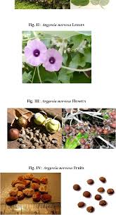 Image result for Argyreia nervosa