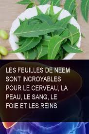 Les Feuilles De Neem Sont Incroyables Pour Le Cerveau La Peau Le Sang Le Foie Et Les Reins Eau Foie Cerveau Peau Incroyables Plant Leaves Plants Herbs