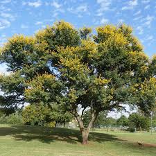 Image result for Acacia burkei