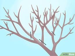 How to Prune Apricot Trees (with Pictures) - wikiHow
