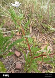 Image result for Monsonia angustifolia