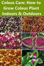 Coleus Care How To Grow Coleus Plant Indoors And Outdoors Coleus Care Plants Plant Care Houseplant
