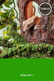 Thrive Only At Petsmart Video Pet Store Ideas Reptile Habitat Summer Family Photos