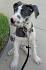 Pitbull Great Dane Mix: A Complete Guide (With Pictures)