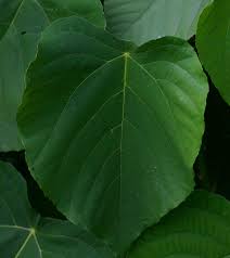 Image result for Macaranga capensis