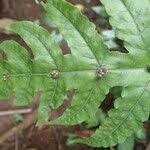 Image result for Tectaria fernandensis