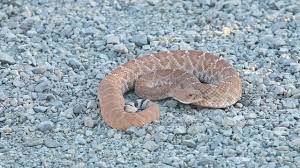 Maybe you would like to learn more about one of these? Red Diamond Rattlesnake Youtube