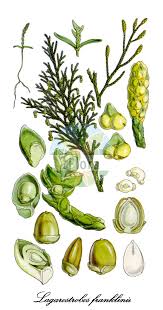 Image result for Podocarpaceae