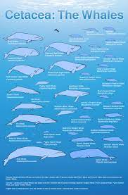 The humpback whale (megaptera novaeangliae) is a species of baleen whale. Ocean Giants The Whales A Size Comparison Nature Pbs