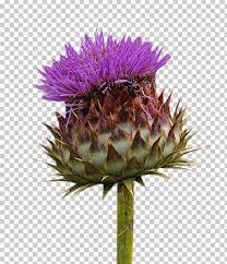 Artichoke Thistle Flower Arrangements Best Flower Wallpaper